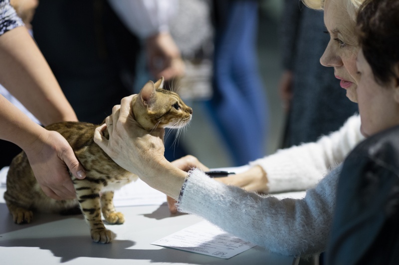 &quot;Зважений і пухнастий&quot;: кот Кекс выиграл битву гигантов на выставке в Киеве